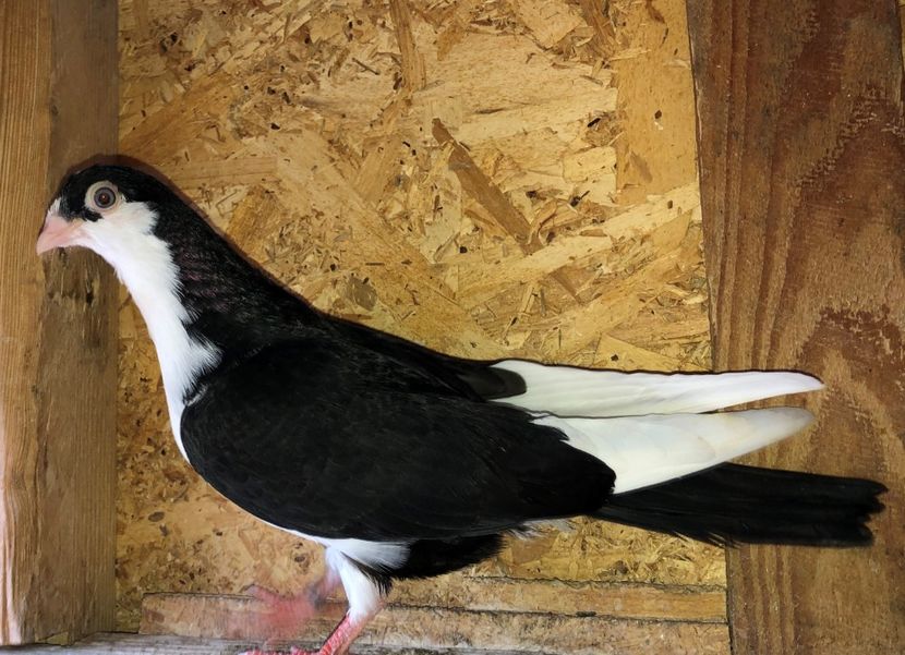 8711  mascul  2020_1 - tineret 2020