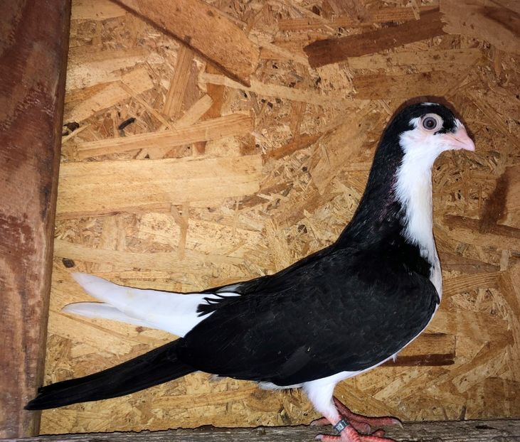 8711  mascul  2020_2 - tineret 2020