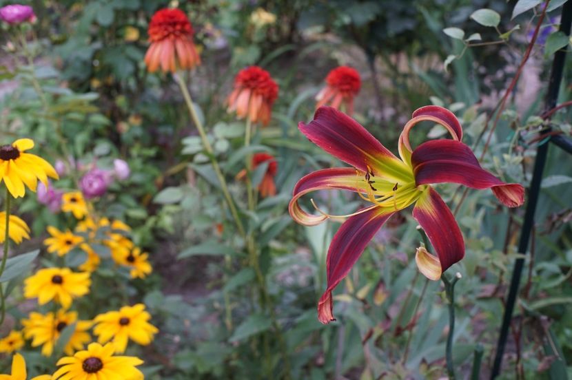 Captain America - Hemerocallis 2020- 2021- 2022