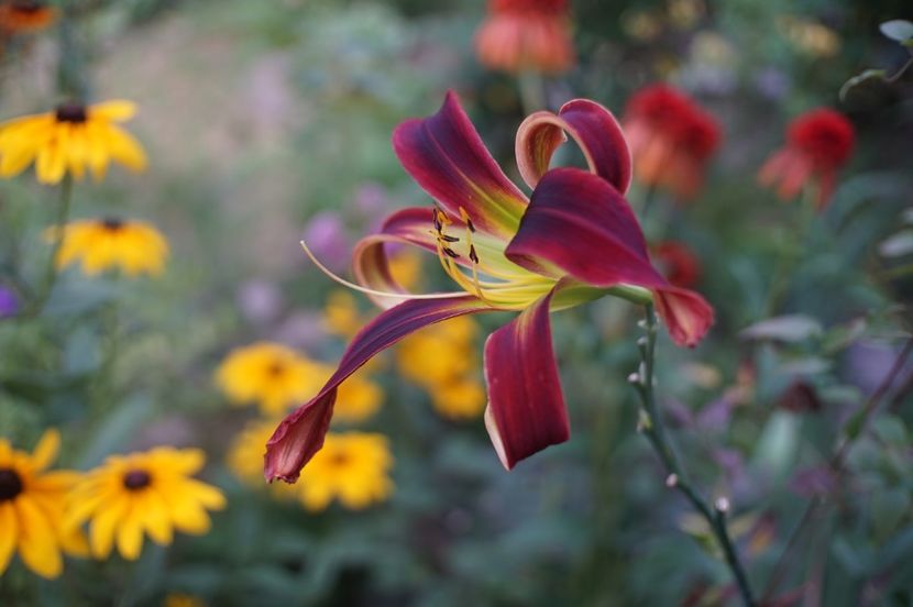  - Hemerocallis 2020- 2021- 2022