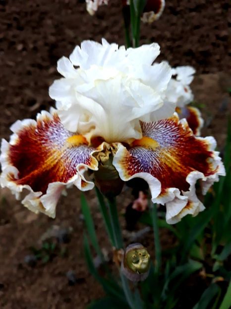 WONDERS NEVER CEASE - 0-IRISI 2020 II