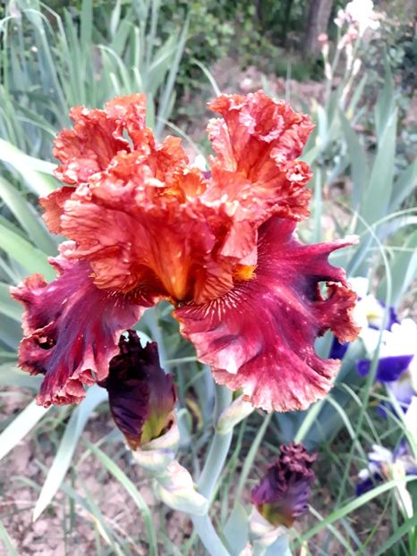 CHESTNUTS ROASTING - 0-IRISI 2020 II