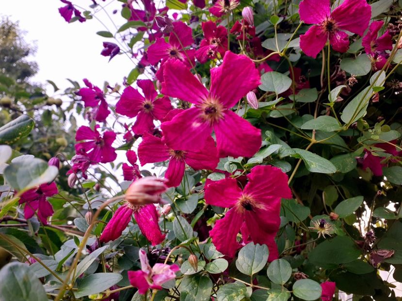  - Clematite 2015-prezent