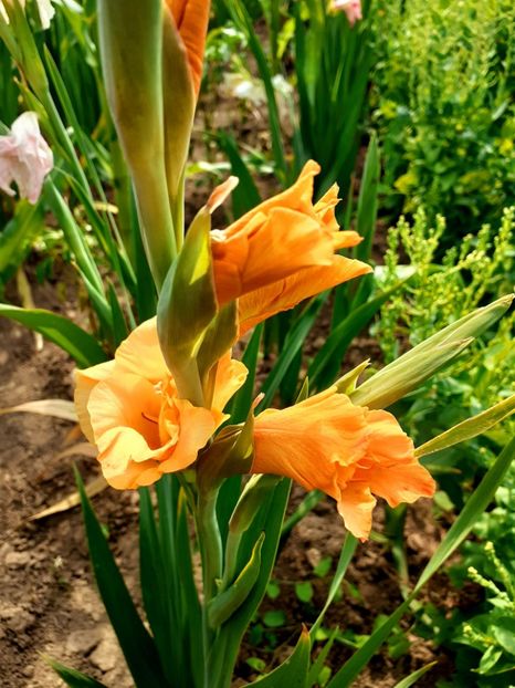  - Gladiole