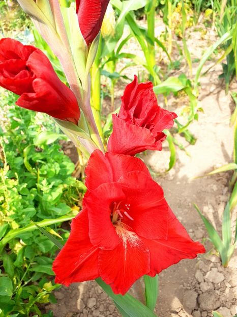  - Gladiole