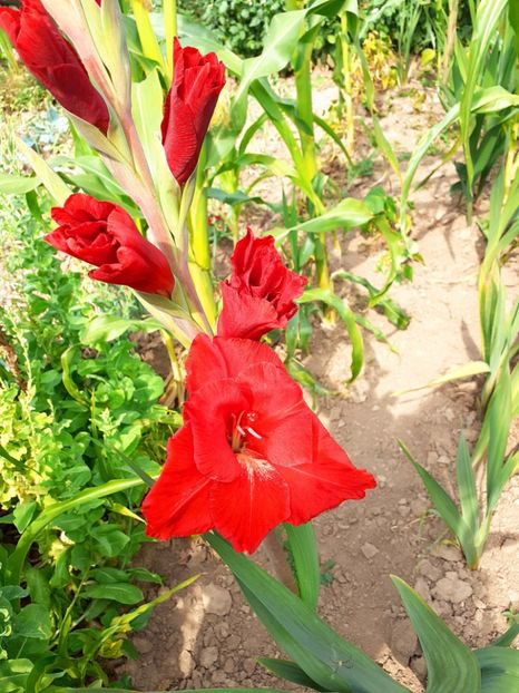  - Gladiole