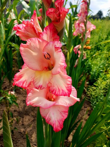 - Gladiole