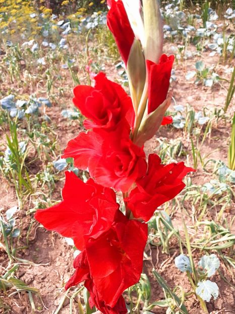  - Gladiole