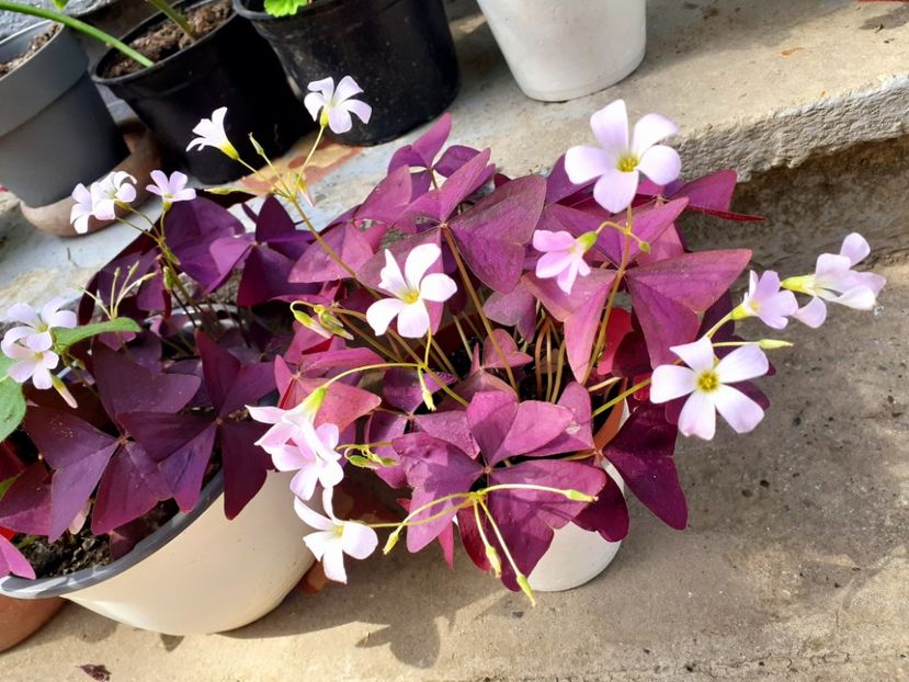  - Oxalis
