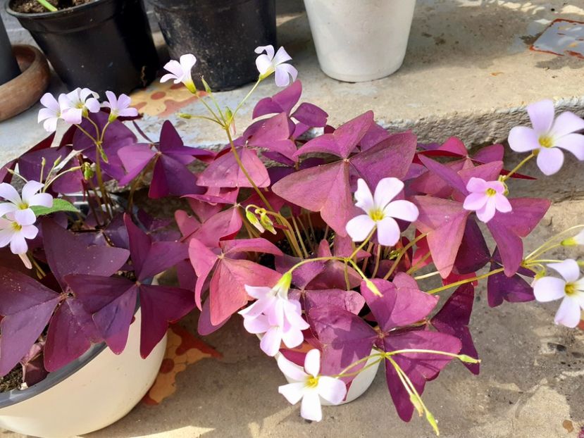  - Oxalis