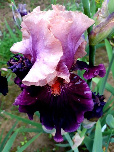 FLUENT MANDARIN - 0-IRISI 2020 II