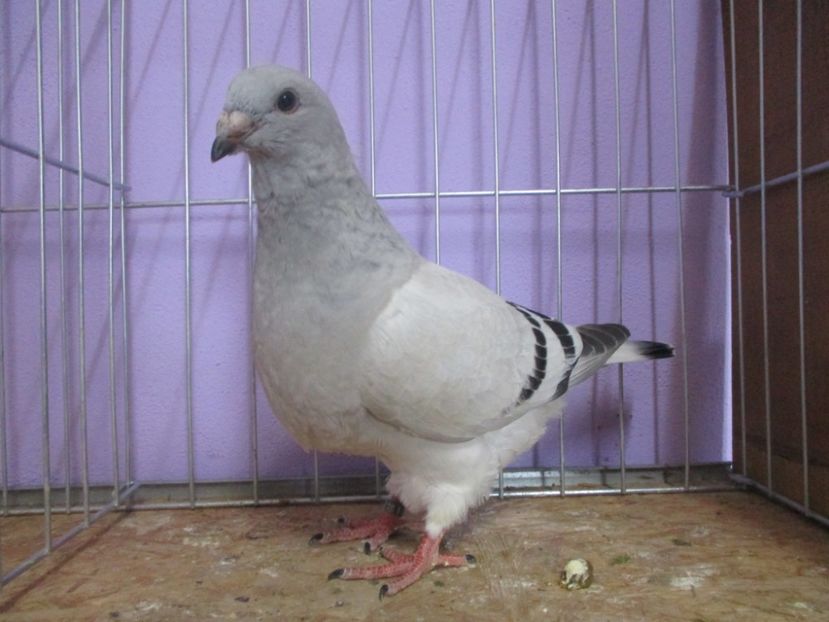 03036-20 - Tineret 2020