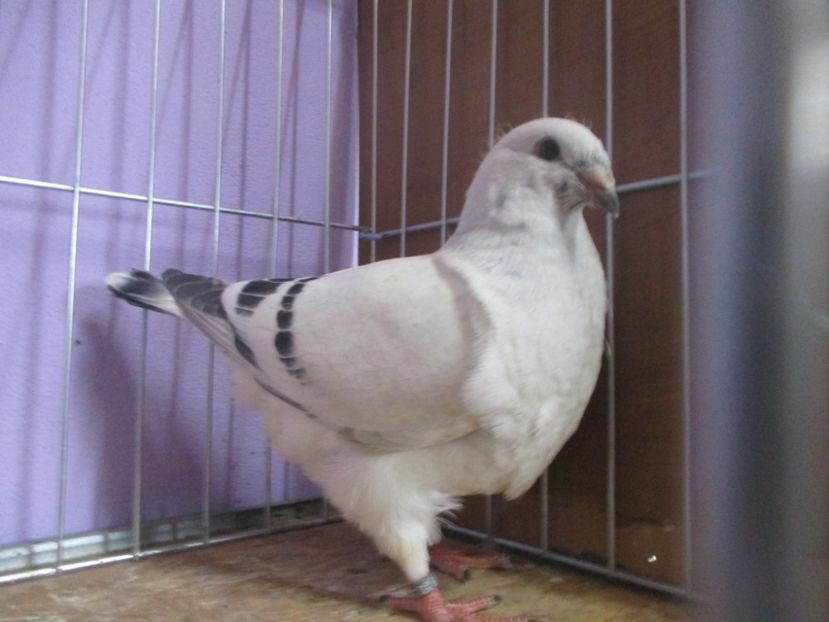 03037-20 - Tineret 2020