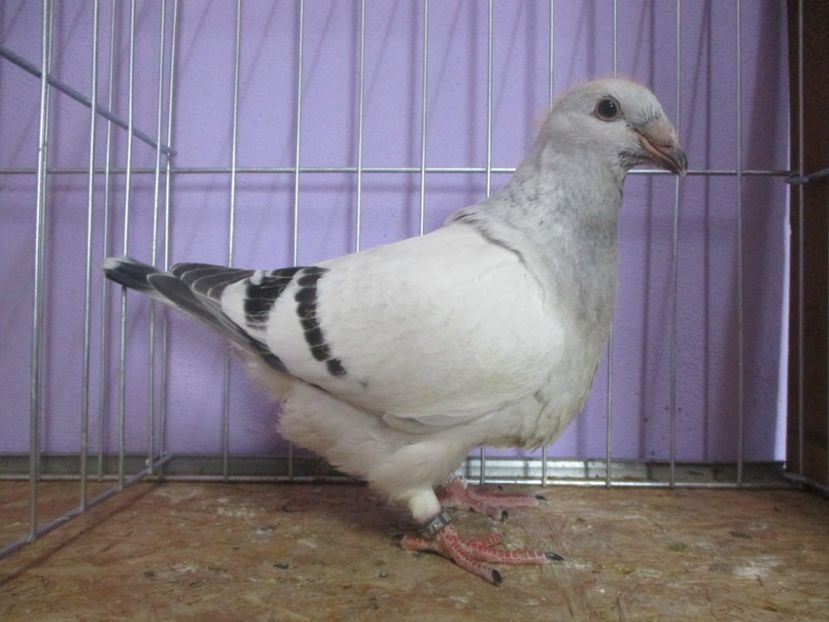 03038-20 - Tineret 2020