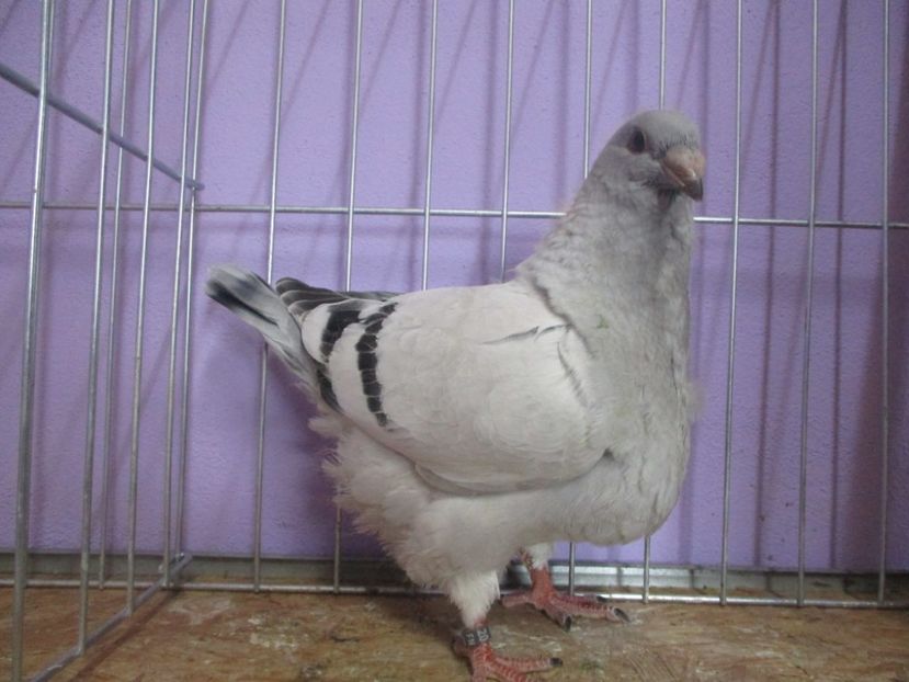 03039-20 - Tineret 2020