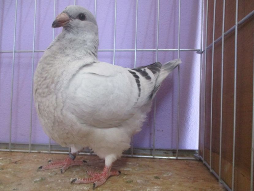 03040-20 - Tineret 2020