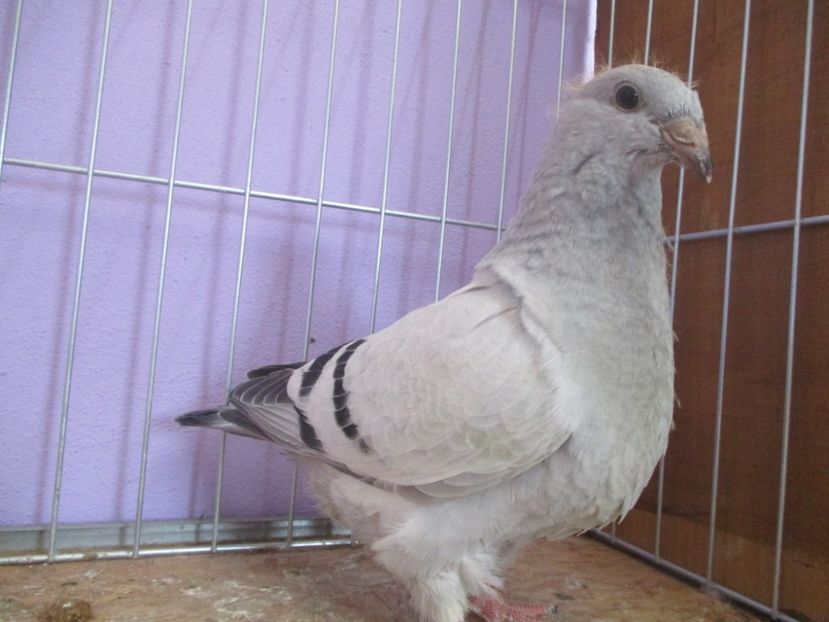 03042-20 - Tineret 2020