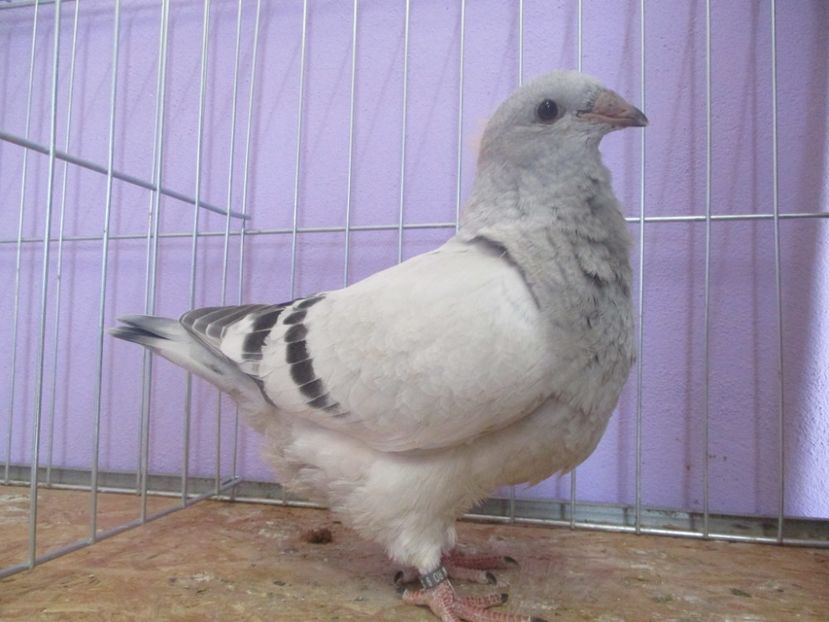 03043-20 - Tineret 2020