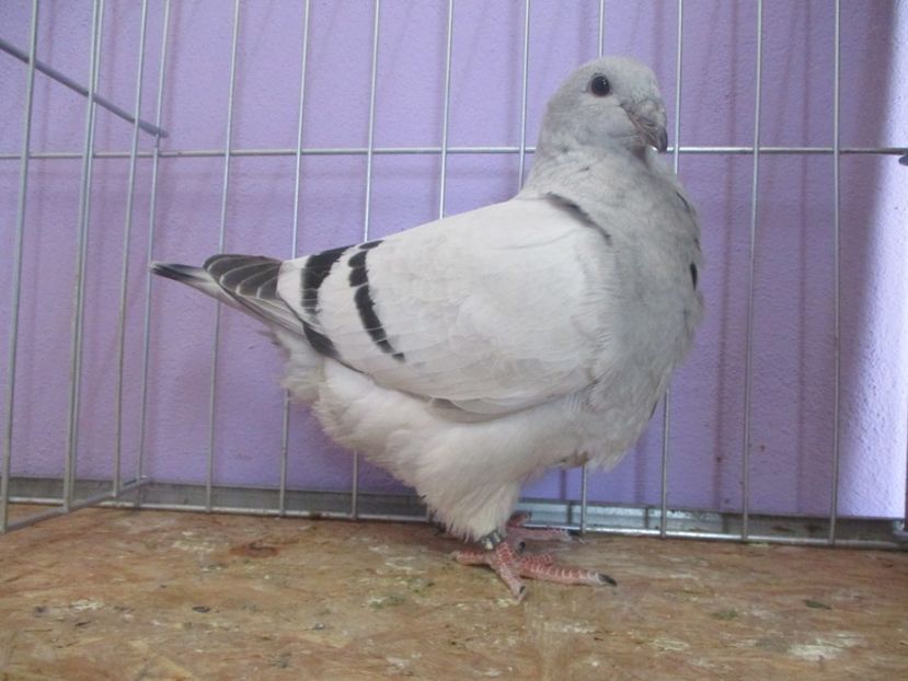 03044-20 - Tineret 2020