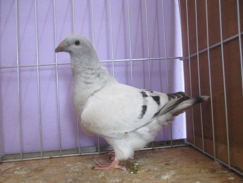 03045-20 - Tineret 2020