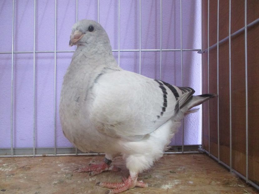 03046-20 - Tineret 2020