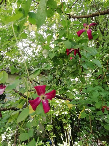 Clematis viticella Kermensina - Grădina 2020 continuare 1