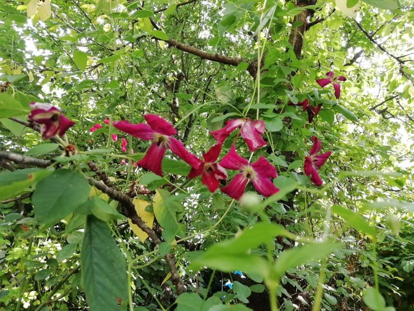  - Grădina 2020 continuare 1