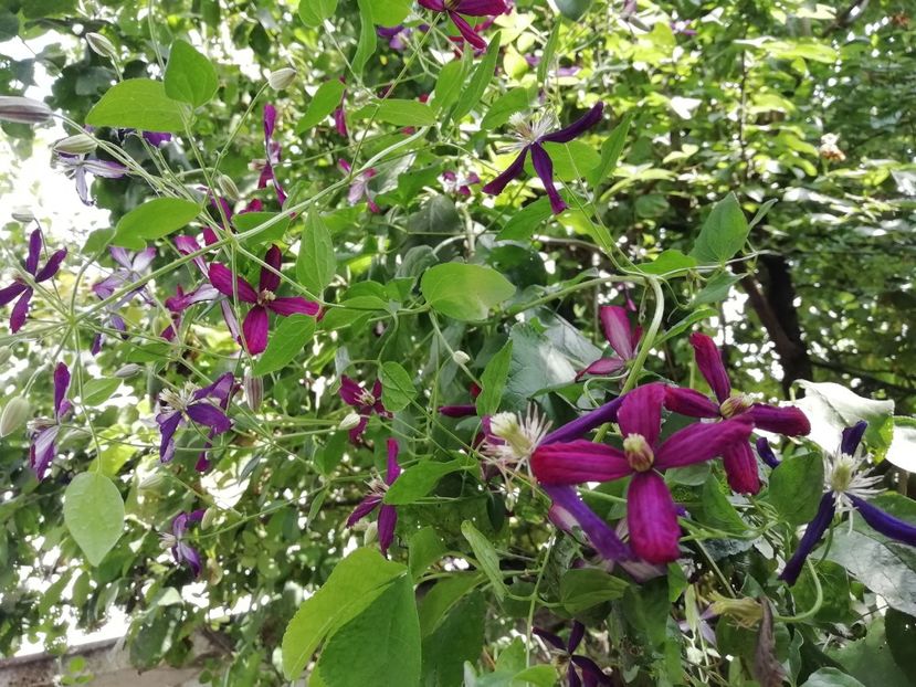 Clematis viticella Sweet Summer Love - Grădina 2020 continuare 1