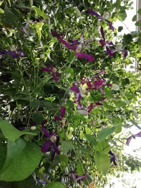 Sweet Summer Love - Grădina 2020 continuare 1