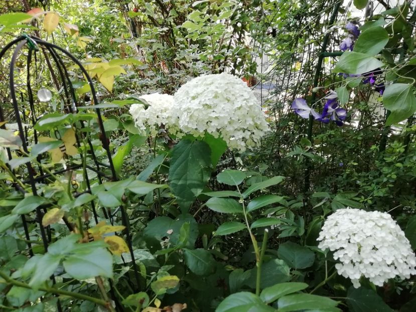  - Grădina 2020 continuare 1