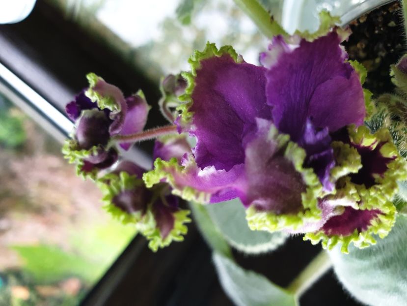  - LE Nochnoe Randevu