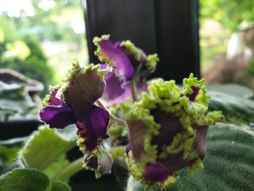  - LE Nochnoe Randevu