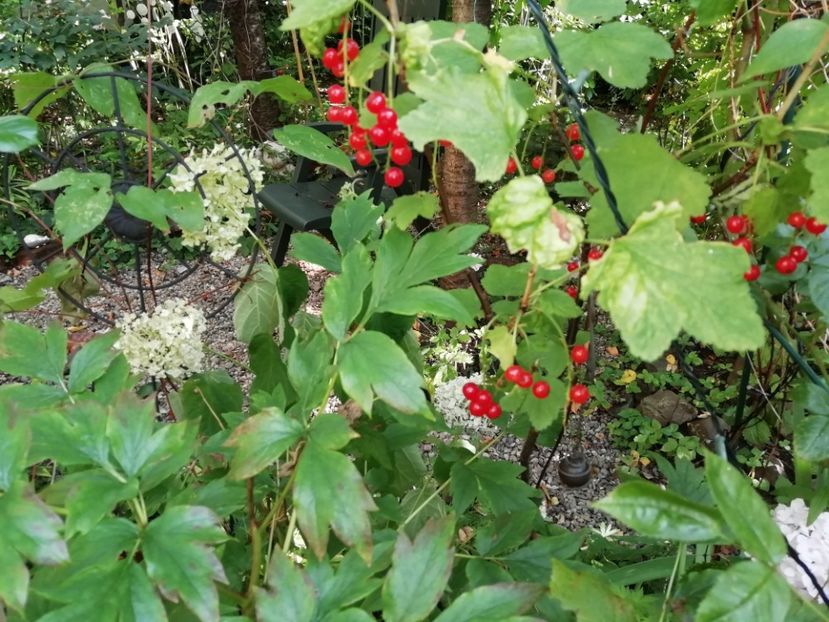  - Grădina 2020 continuare 1