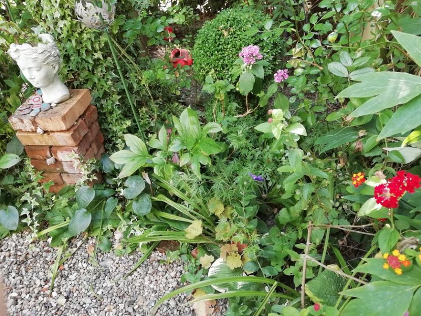  - Grădina 2020 continuare 1