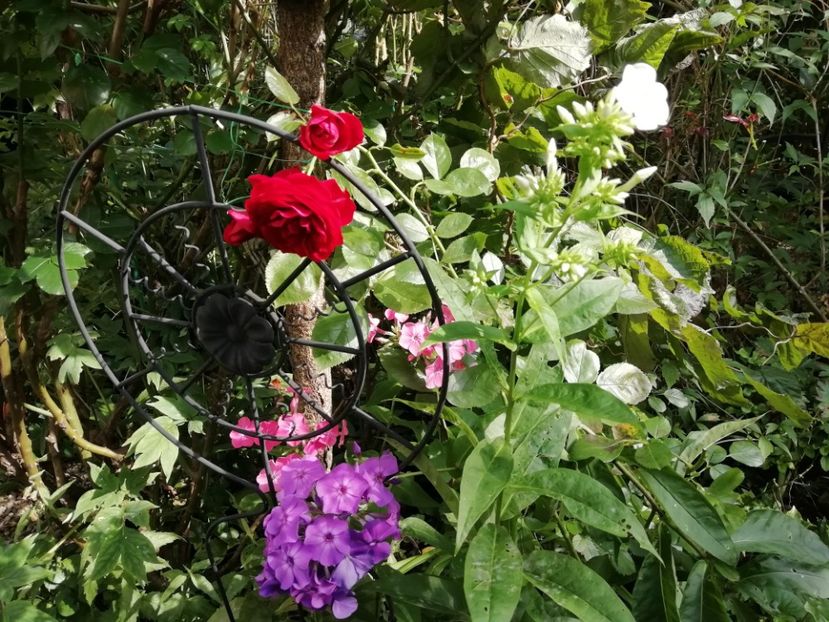  - Grădina 2020 continuare 1