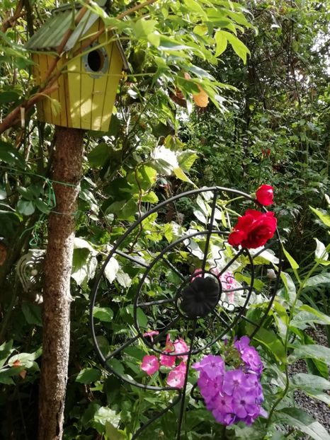  - Grădina 2020 continuare 1