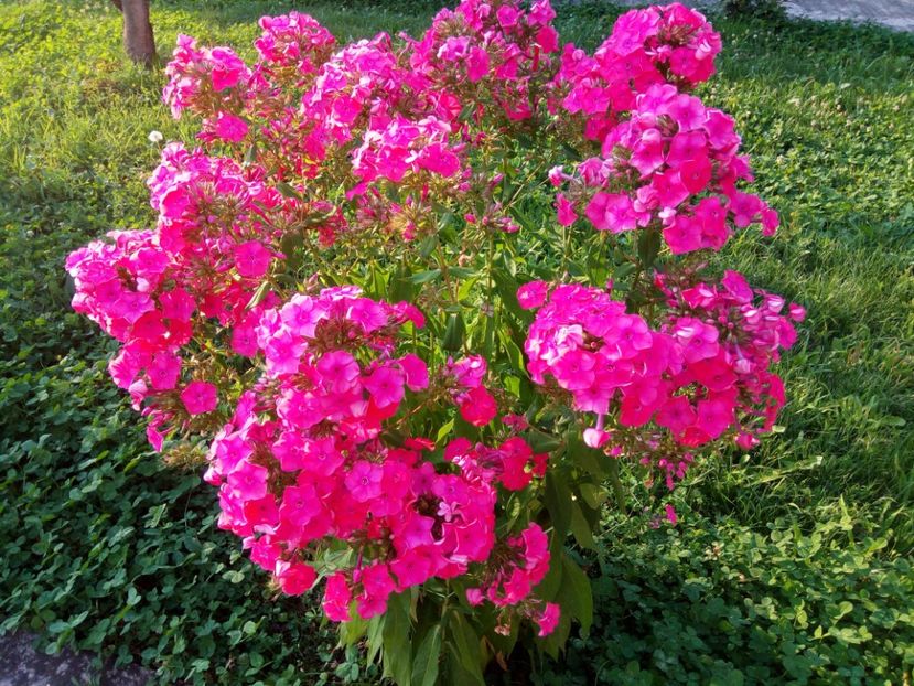  - 0- PHLOX - ECHINACEA- RUDBECKIA- si alte perene