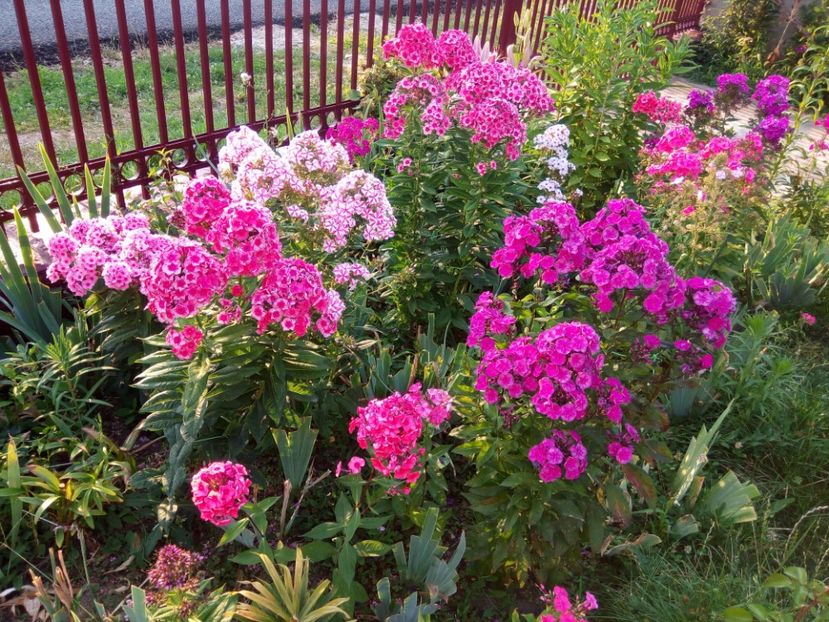  - 0- PHLOX - ECHINACEA- RUDBECKIA- si alte perene