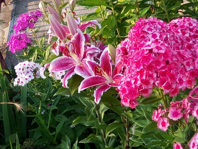  - 0- PHLOX - ECHINACEA- RUDBECKIA- si alte perene