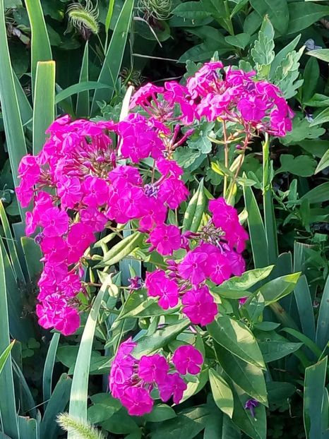  - 0- PHLOX - ECHINACEA- RUDBECKIA- si alte perene