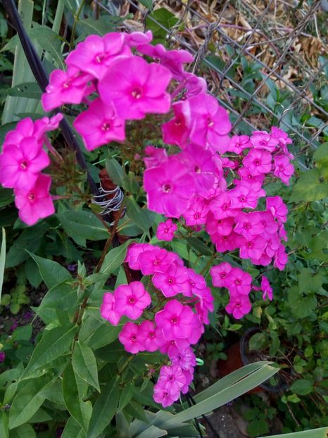  - 0- PHLOX - ECHINACEA- RUDBECKIA- si alte perene