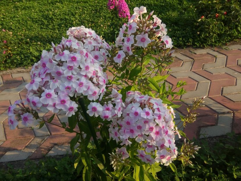  - 0- PHLOX - ECHINACEA- RUDBECKIA- si alte perene