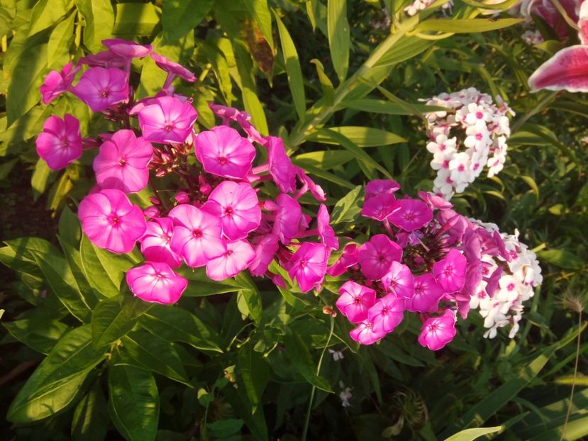  - 0- PHLOX - ECHINACEA- RUDBECKIA- si alte perene