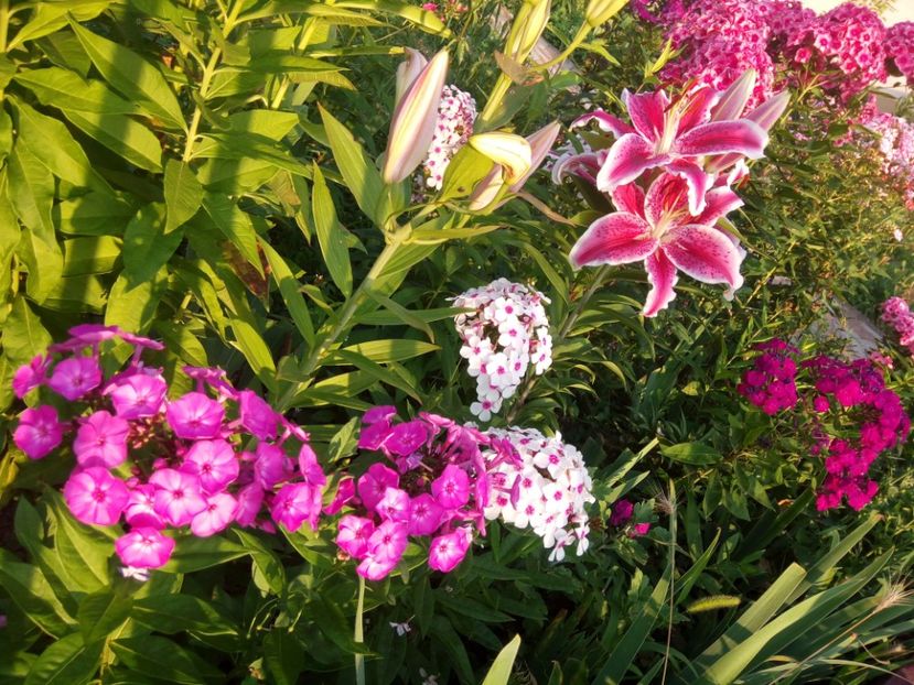  - 0- PHLOX - ECHINACEA- RUDBECKIA- si alte perene