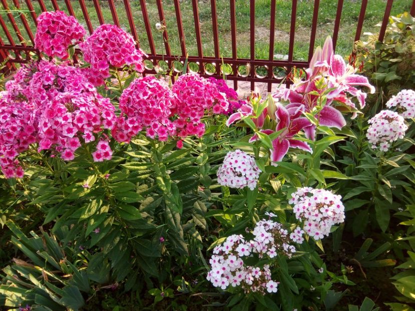  - 0- PHLOX - ECHINACEA- RUDBECKIA- si alte perene
