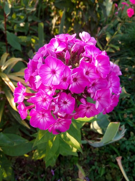  - 0- PHLOX - ECHINACEA- RUDBECKIA- si alte perene