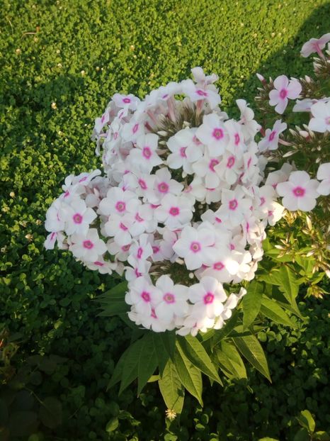 Graf Zeppelin, o minune de Phlox - 0- PHLOX - ECHINACEA- RUDBECKIA- si alte perene