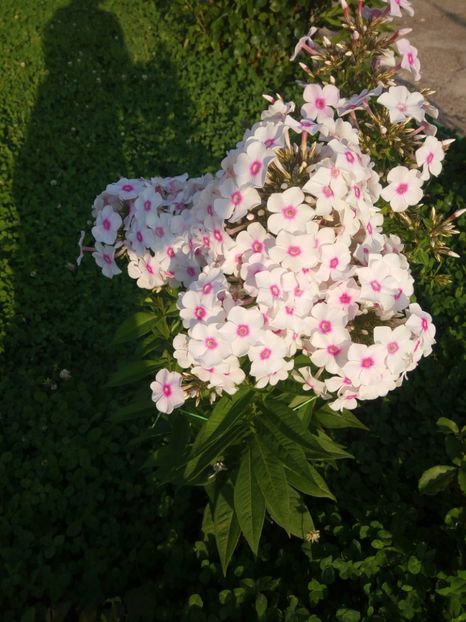  - 0- PHLOX - ECHINACEA- RUDBECKIA- si alte perene
