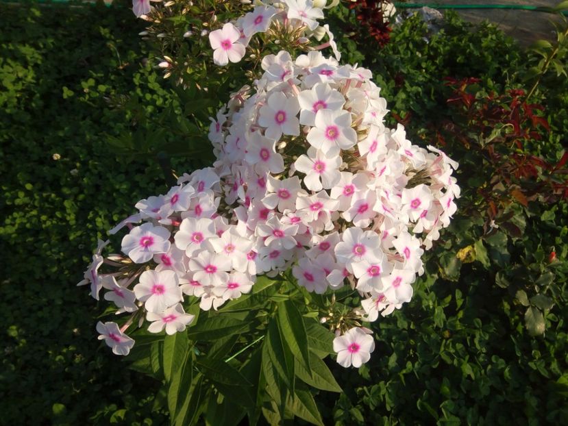  - 0- PHLOX - ECHINACEA- RUDBECKIA- si alte perene