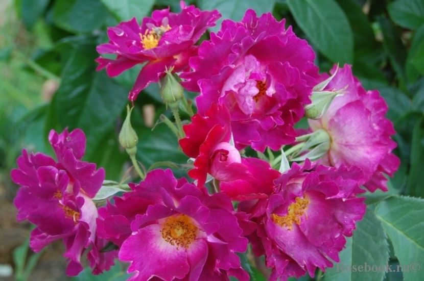 Princess Sibilla de Lux-rezervat - De vanzare-TOAMNA 2020